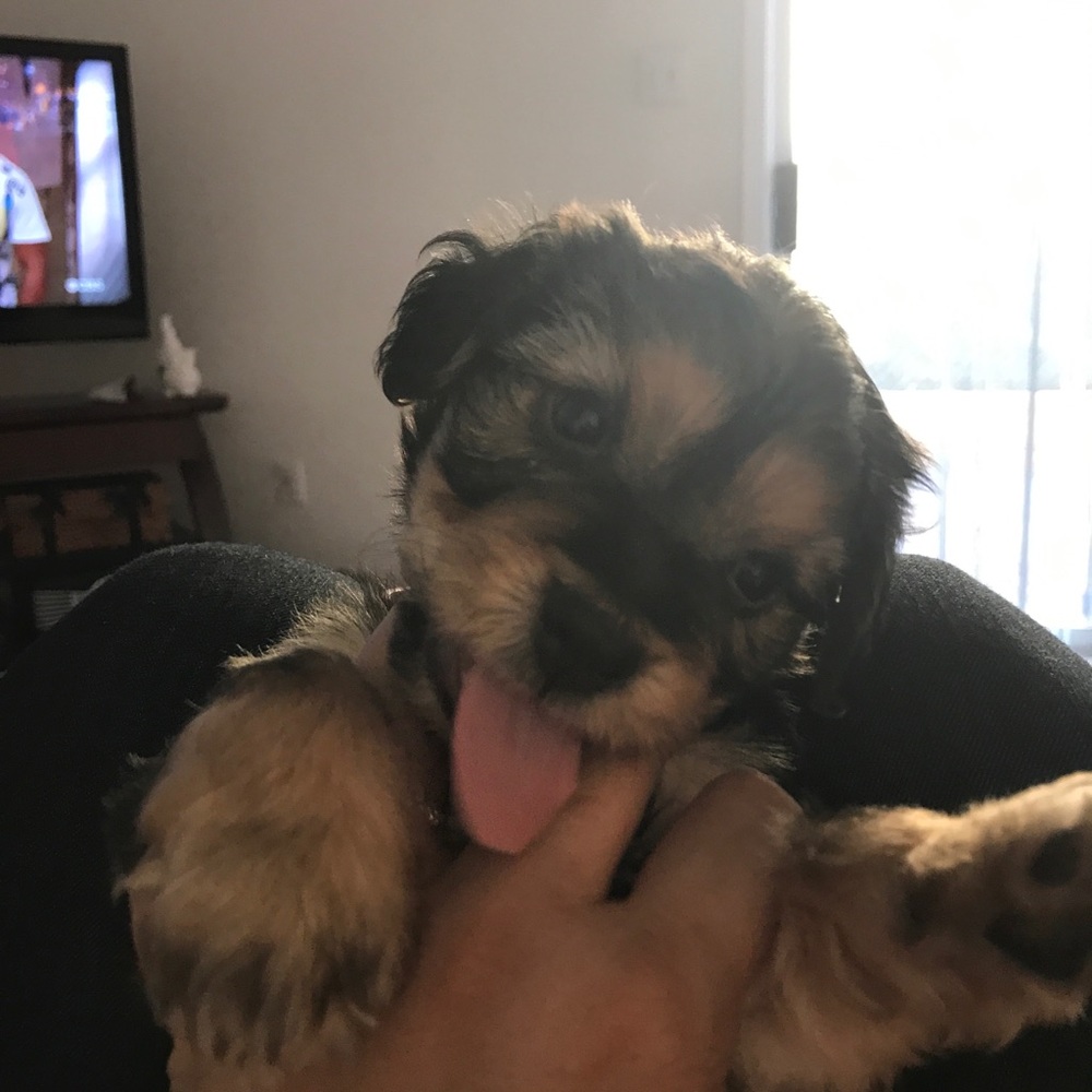 Meet your Posher, Brisa